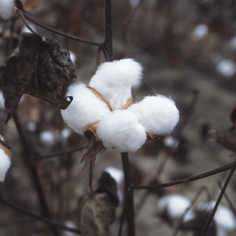 Meet your Posher, CottonPatchStuff